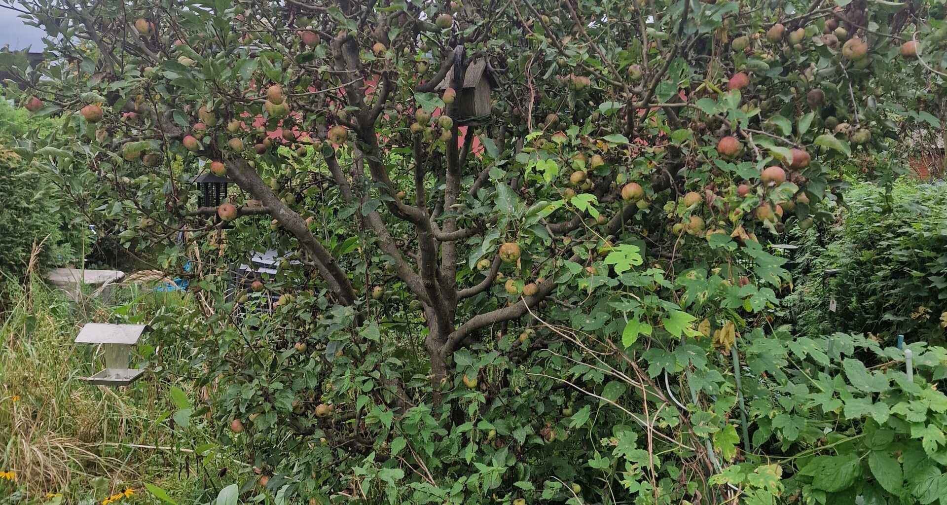 Apfelbaum schneiden im Spätsommer/Herbst