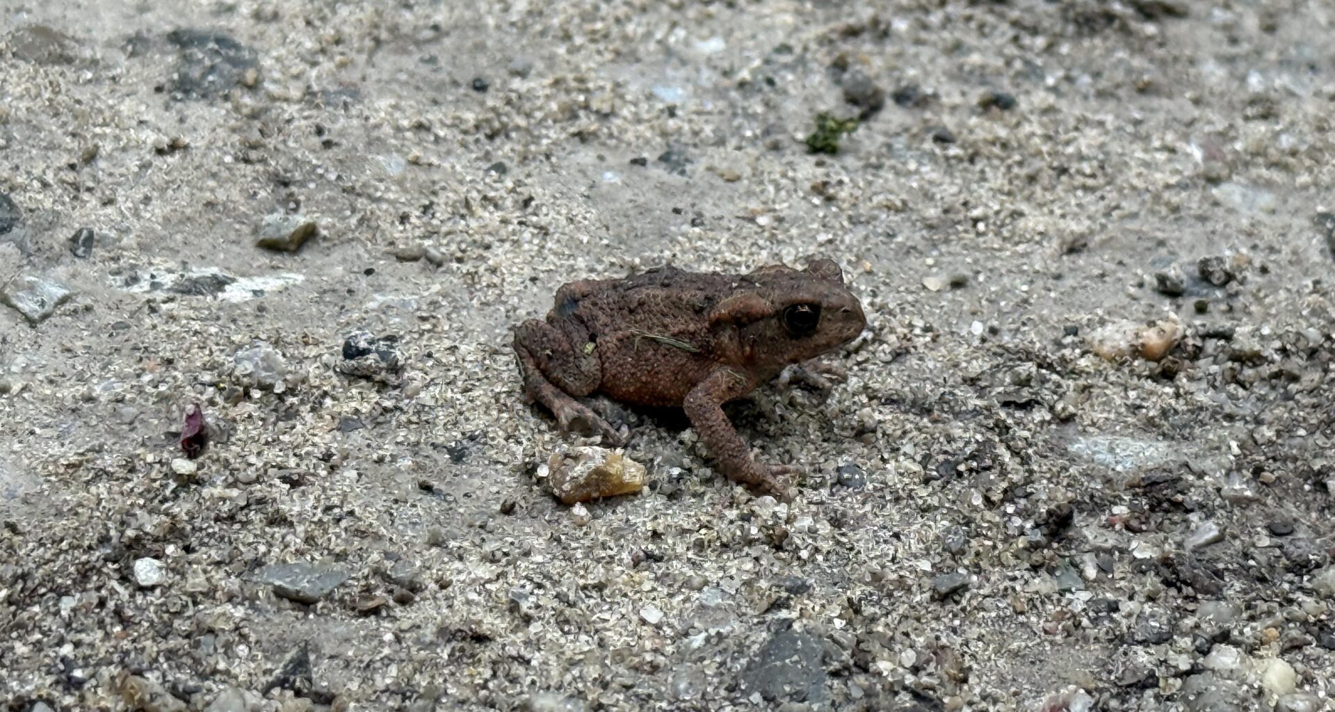 Wen habe ich hier im Wald gefunden? Eine junge Erdkröte?