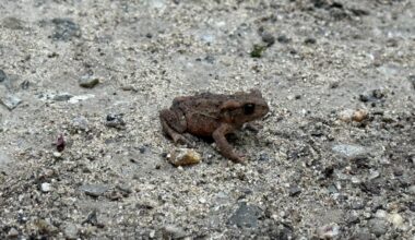 Wen habe ich hier im Wald gefunden? Eine junge Erdkröte?