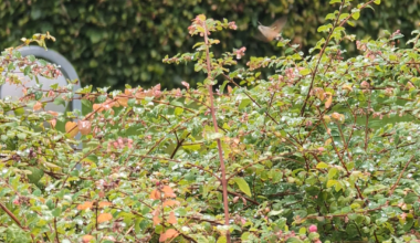 What insect is this? Seriously I have no idea what I saw this morning.