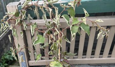 Was hat meine Kiwi? Sie ist ziemlich neu. Könnte das einfach der Herbst sein?