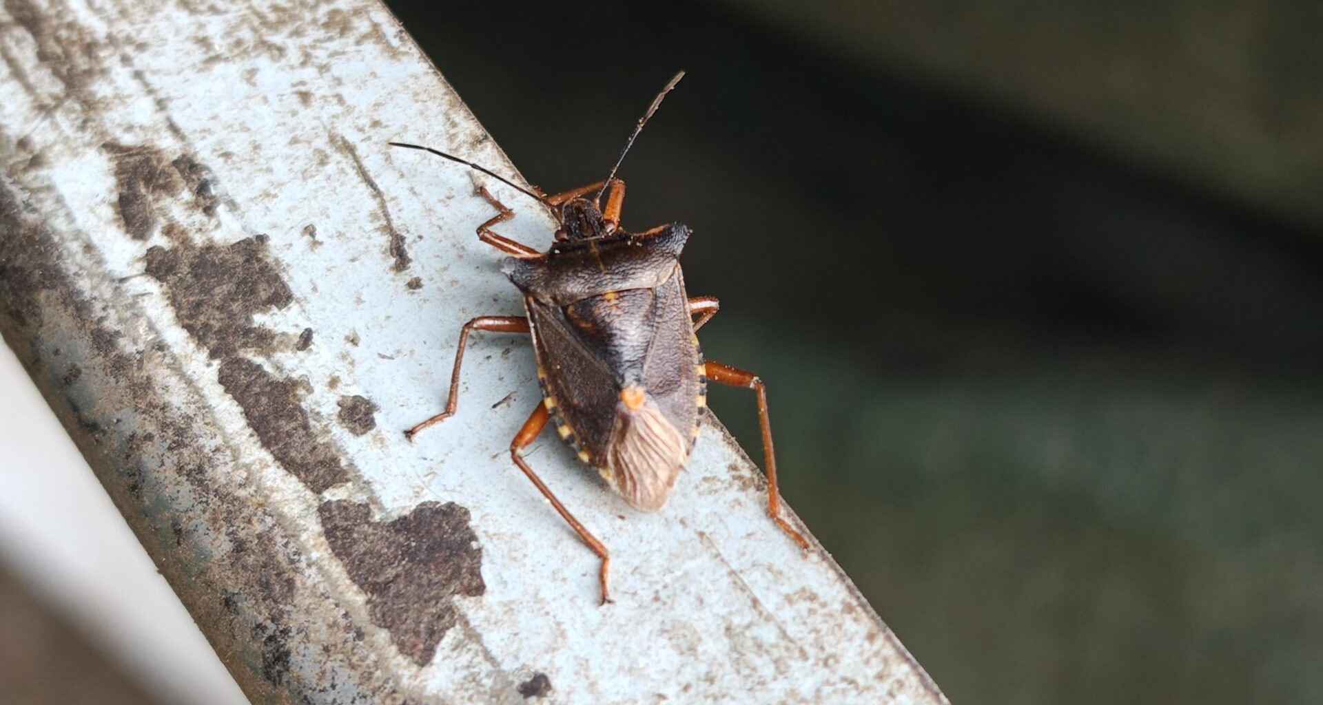 Welcher Käfer?