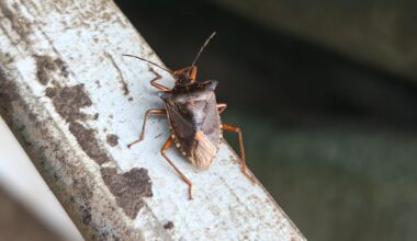 Welcher Käfer?