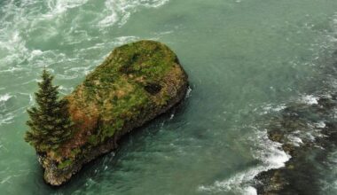 Spruce in Jóruklettur rock named Tree of the Year