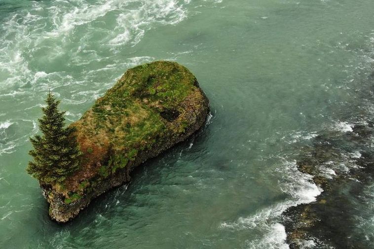 Spruce in Jóruklettur rock named Tree of the Year