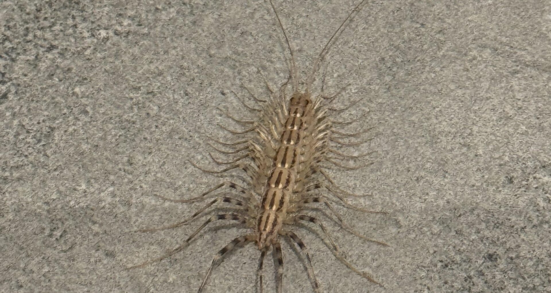 Was ist das für ein Käfer