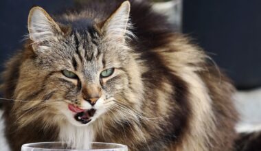 Llega a España la primera comida para gatos que reduce en los humanos la alergia a estas mascotas