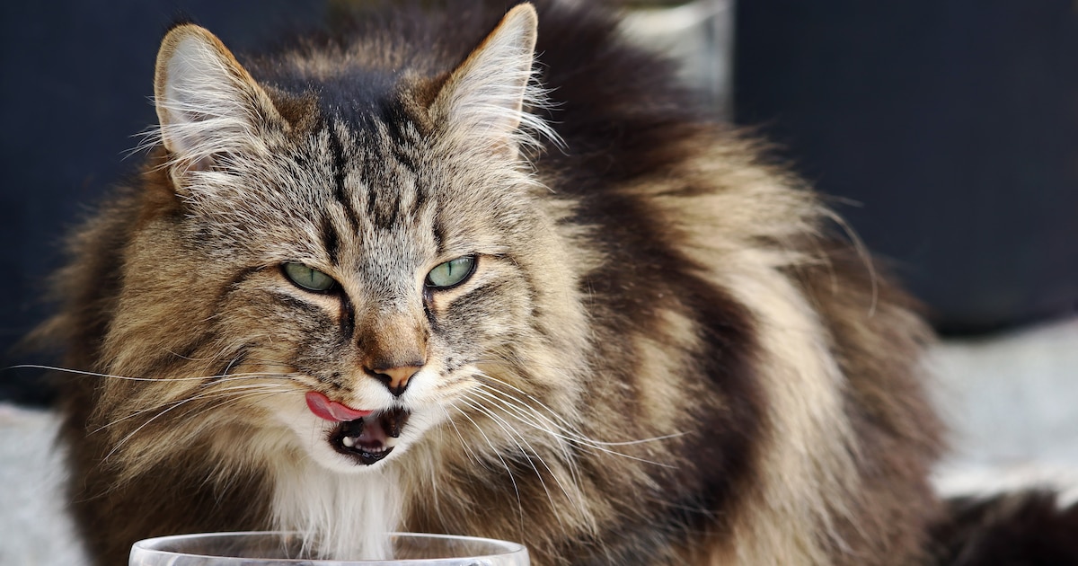Llega a España la primera comida para gatos que reduce en los humanos la alergia a estas mascotas