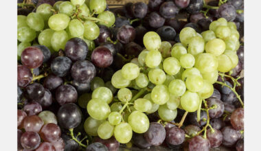 Rains trigger cracking in Moldovan table grapes