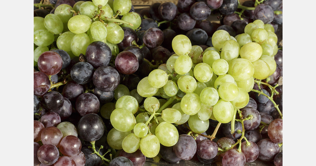 Rains trigger cracking in Moldovan table grapes