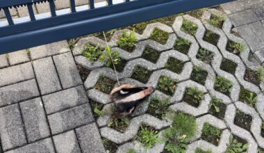 ACHTUNG BEIM BILD