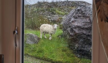 Is this the Welshest photo ever? (Allegedly)