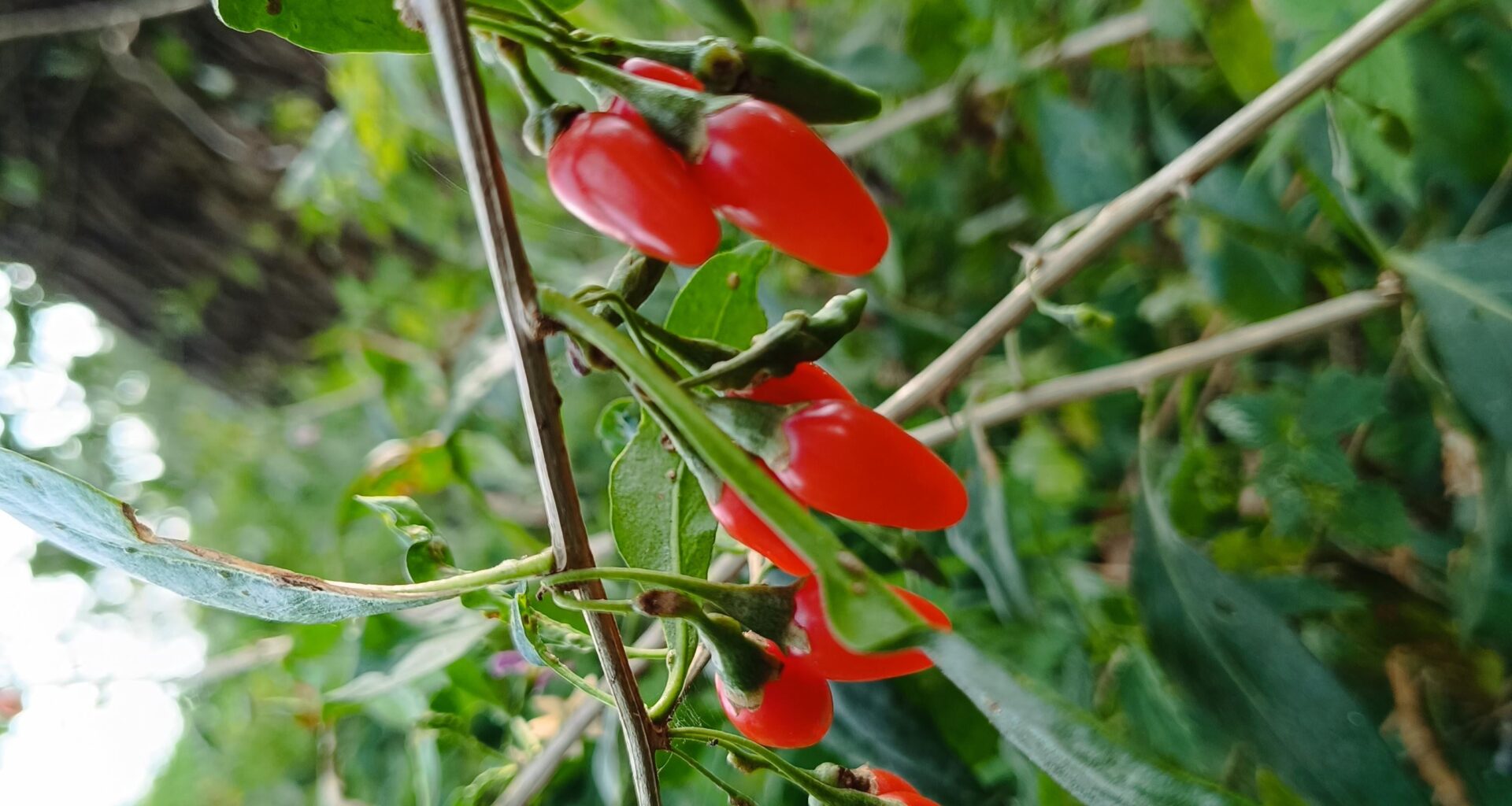 Wird eine prima Ernte dieses Jahr
