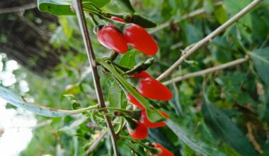 Wird eine prima Ernte dieses Jahr