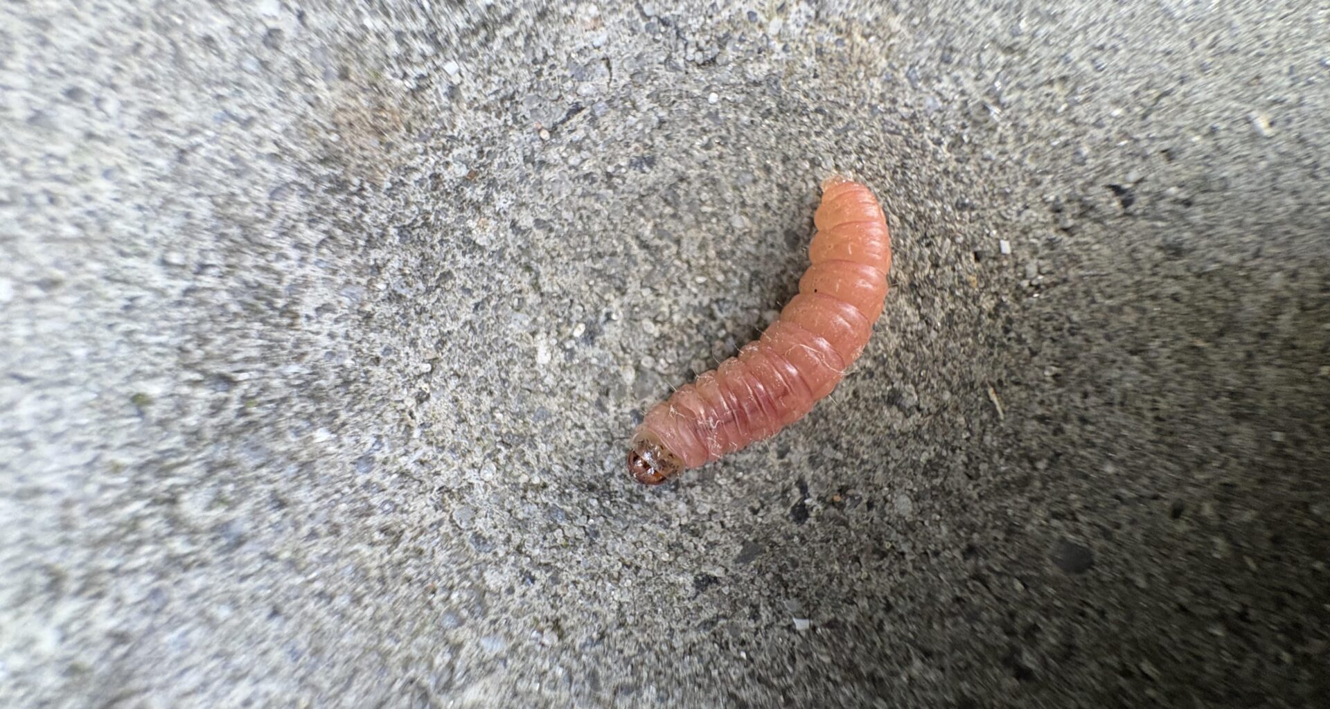 Ist das eine Lebensmittelmotten Raupe?
