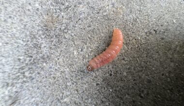 Ist das eine Lebensmittelmotten Raupe?