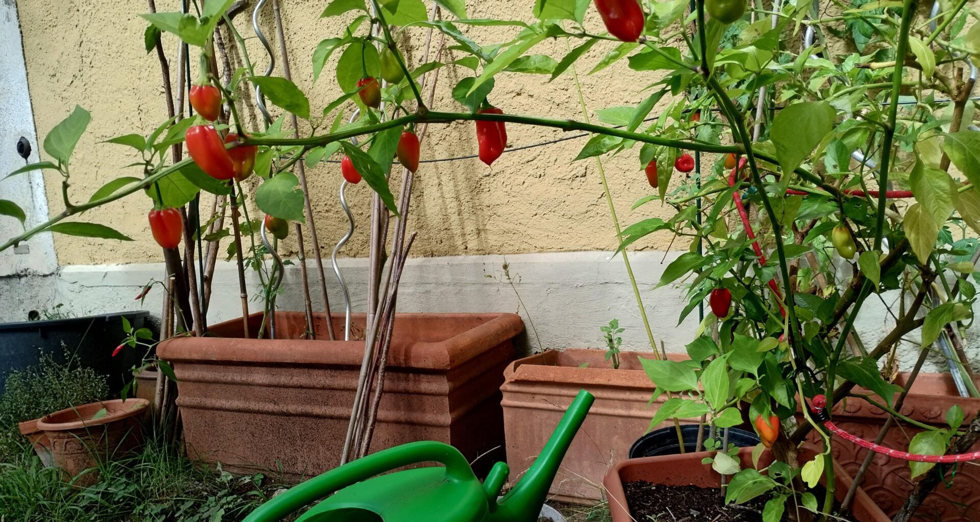 habanero freiland