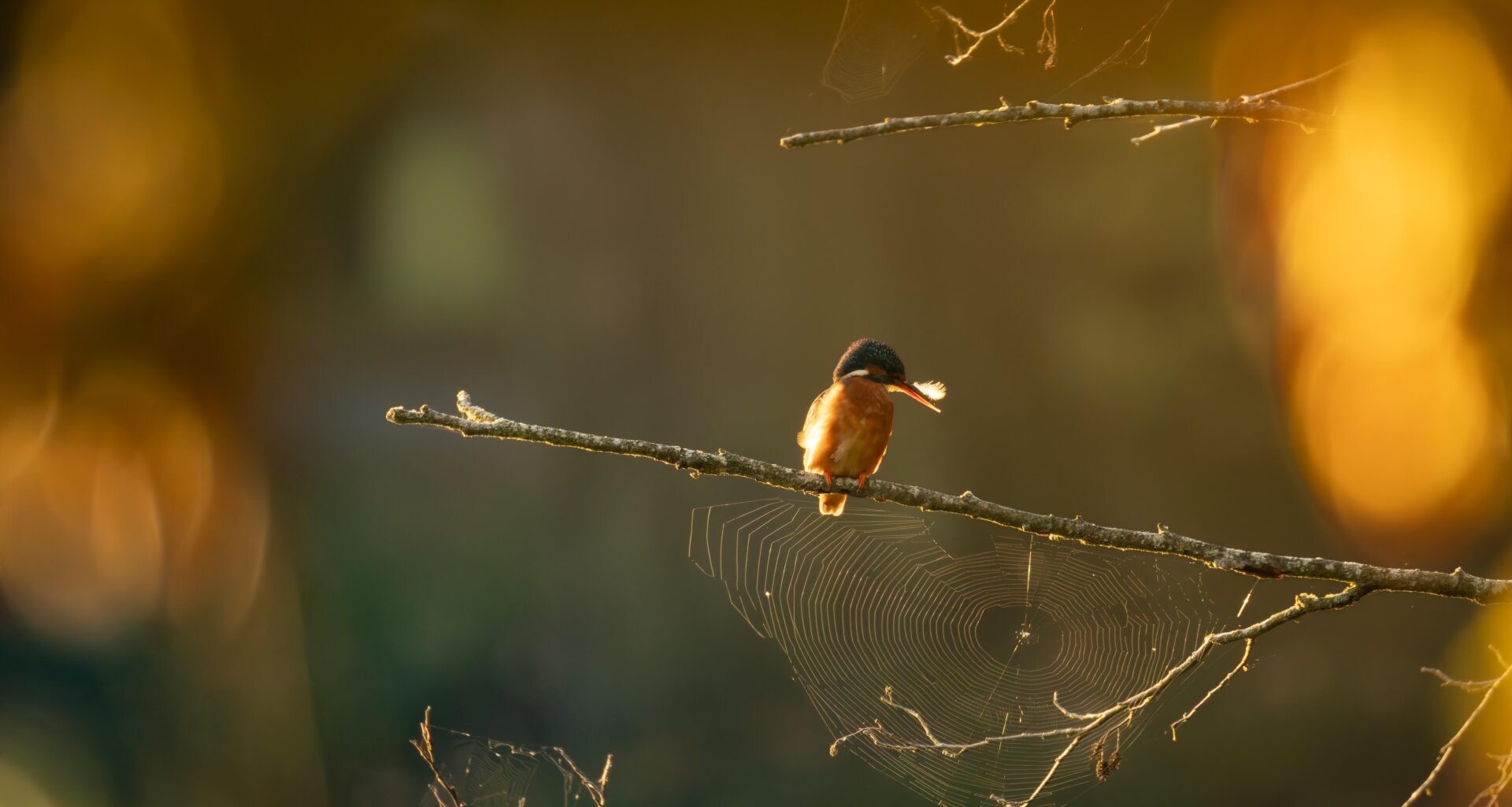 Ein Eisvogel im Morgenlicht