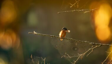 Ein Eisvogel im Morgenlicht