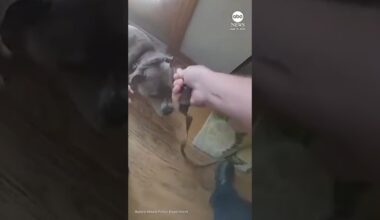 Dog leads officer to leash while being rescued from house fire