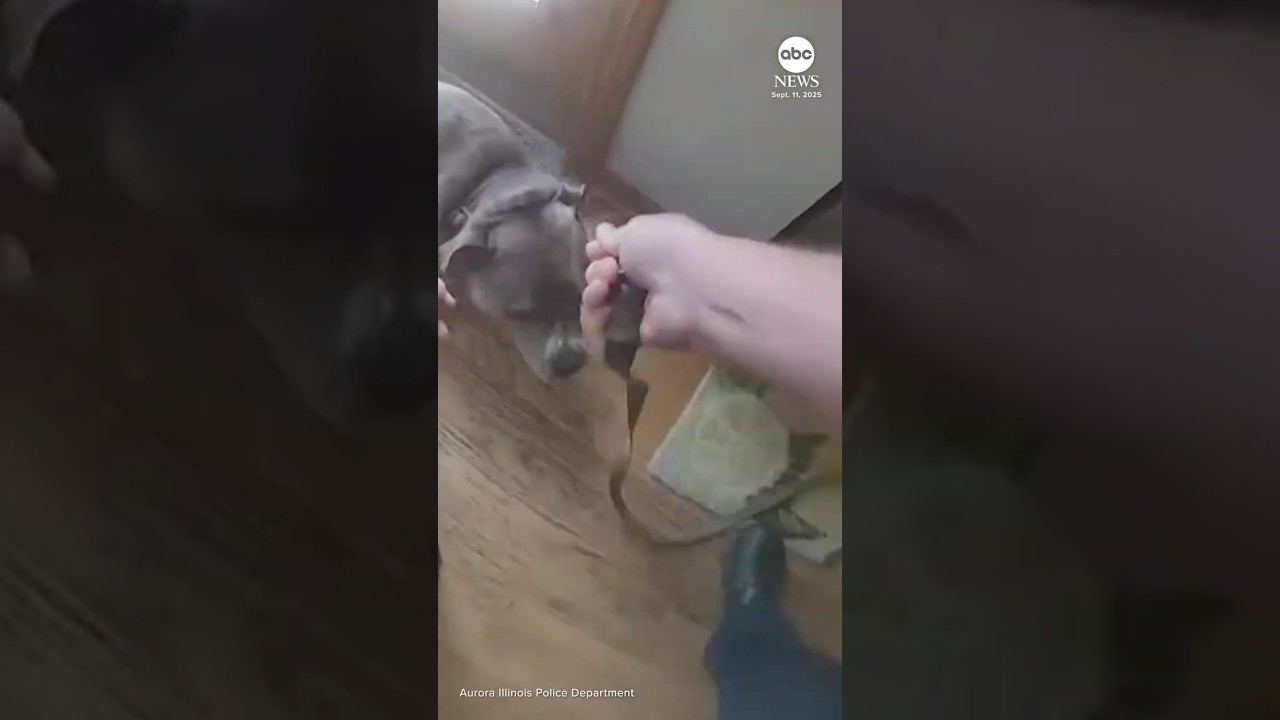 Dog leads officer to leash while being rescued from house fire
