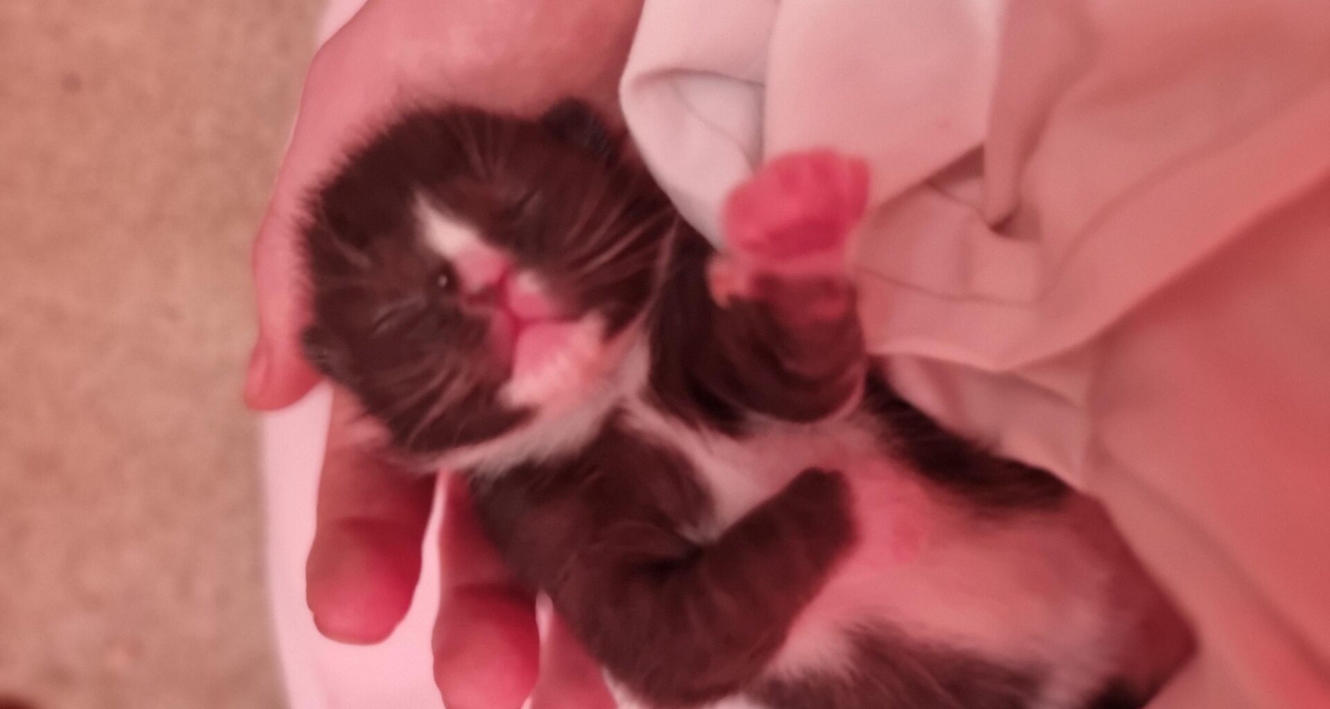 Aquired two abandoned kittens - anywhere in London that I get get donated kitten formula milk?