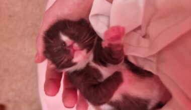 Aquired two abandoned kittens - anywhere in London that I get get donated kitten formula milk?