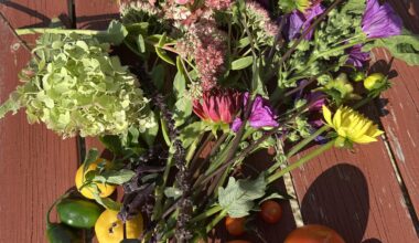 Meine Tomaten Saison neigt sich ganz langsam dem Ende zu💚 wie sieht es bei euch aus?