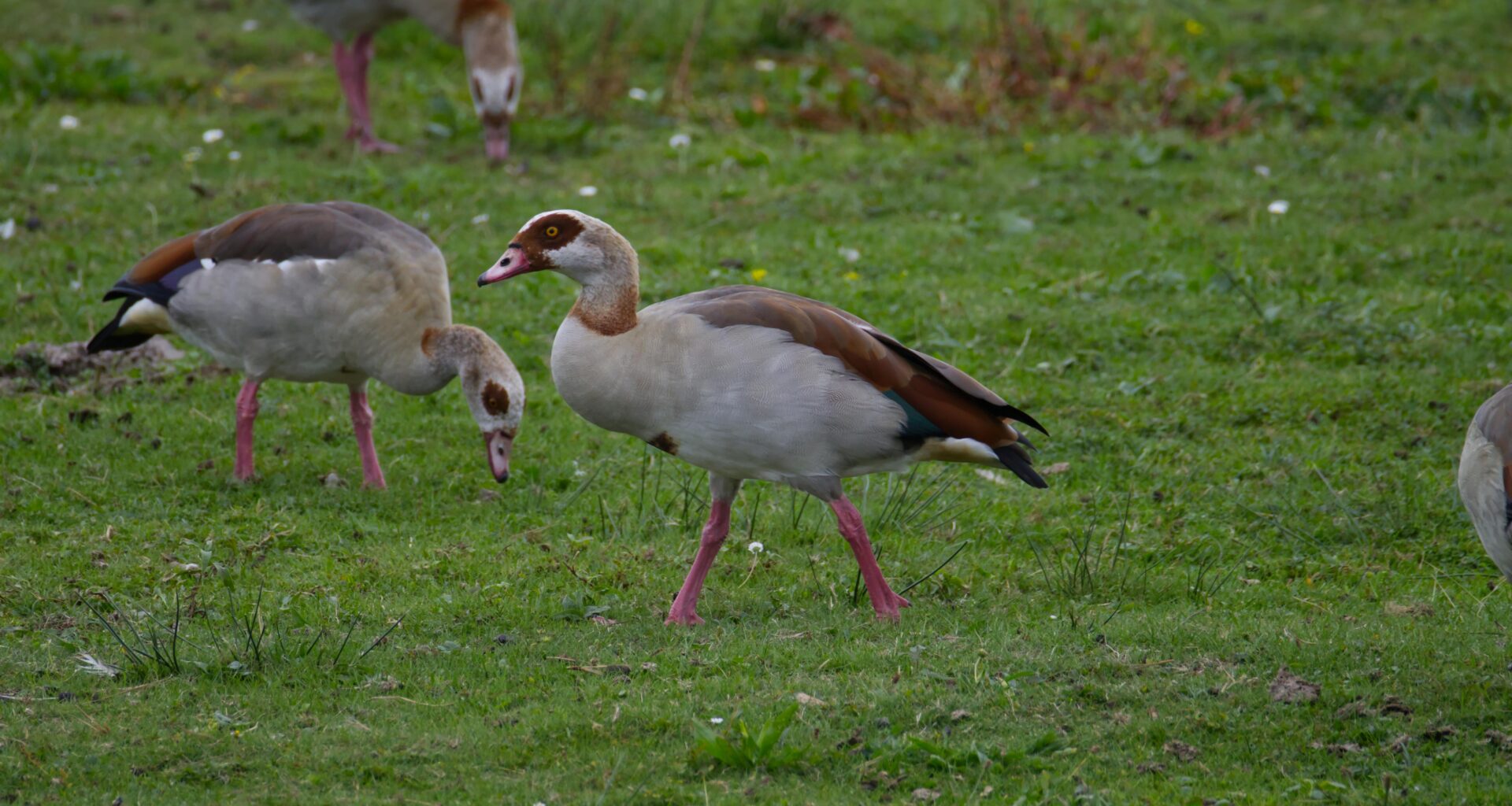 Grau-, Kanada-, oder Nonnen... ich kann die Nilgans auseinander halten.