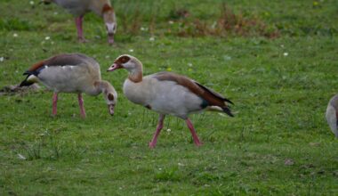 Grau-, Kanada-, oder Nonnen... ich kann die Nilgans auseinander halten.