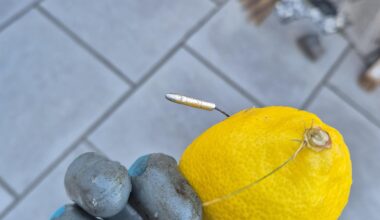 Had this thrown into my garden yesterday, is it a sparkler??