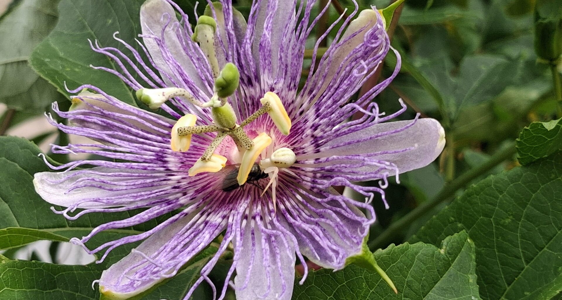 Passiflora incarnata mit Bewohner beim Essen
