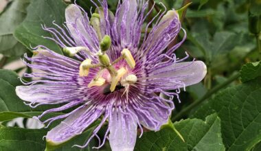Passiflora incarnata mit Bewohner beim Essen