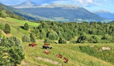 EUs avskogingsforordning blir gjeldende i Norge fra desember