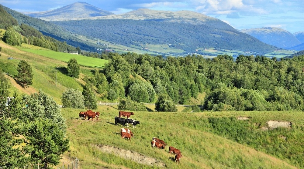 EUs avskogingsforordning blir gjeldende i Norge fra desember