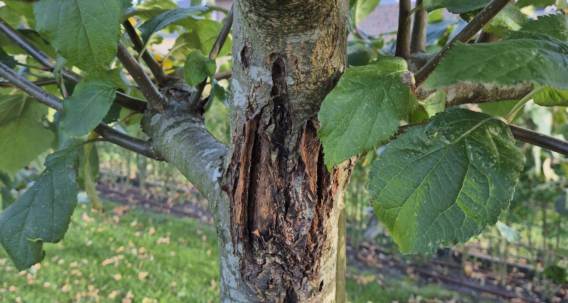 Apfelbaum Krankheit?