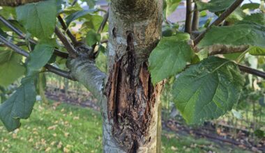 Apfelbaum Krankheit?