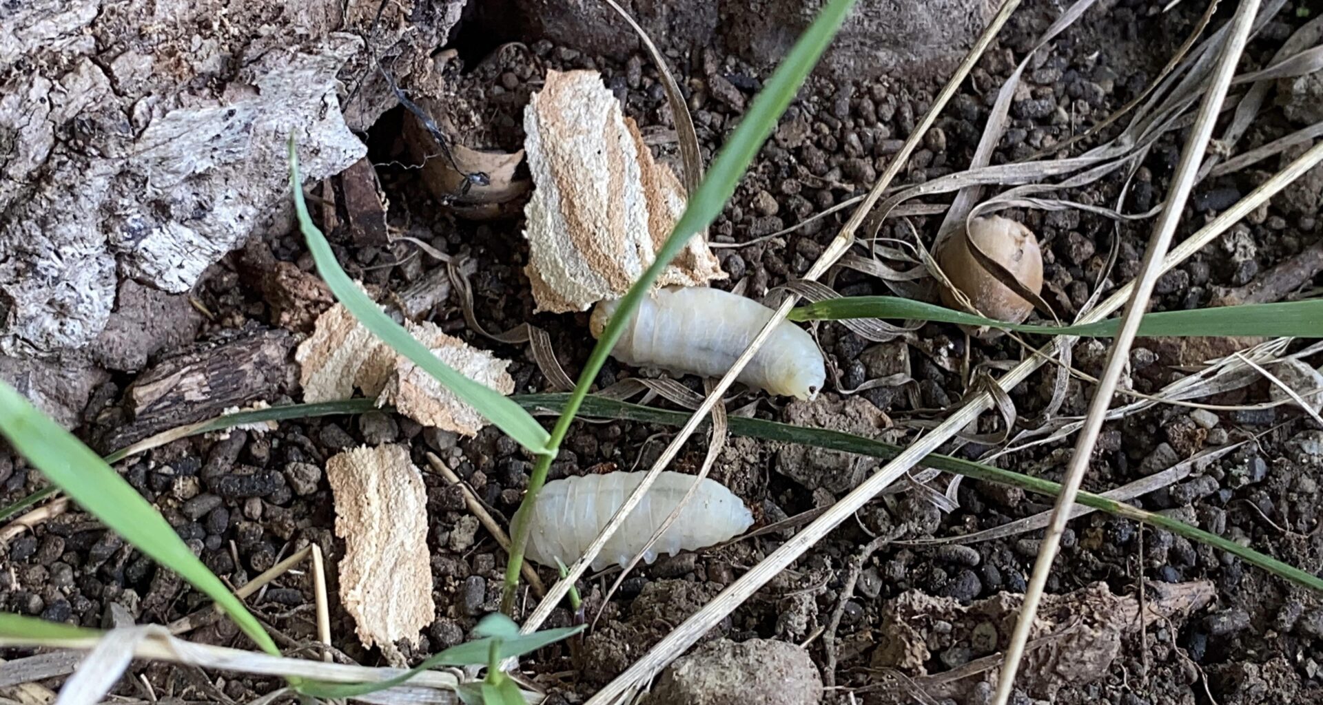 Was für Larven oder Raupen sind das?