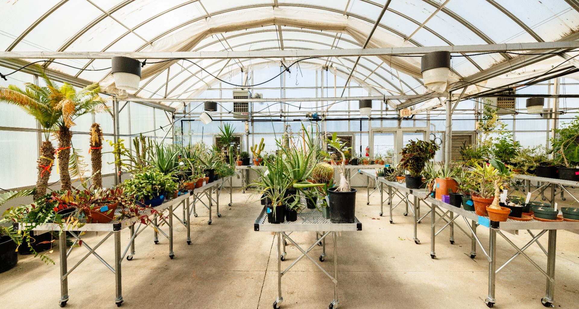 Green with envy: Greenhouse move benefits student access, plant health - News