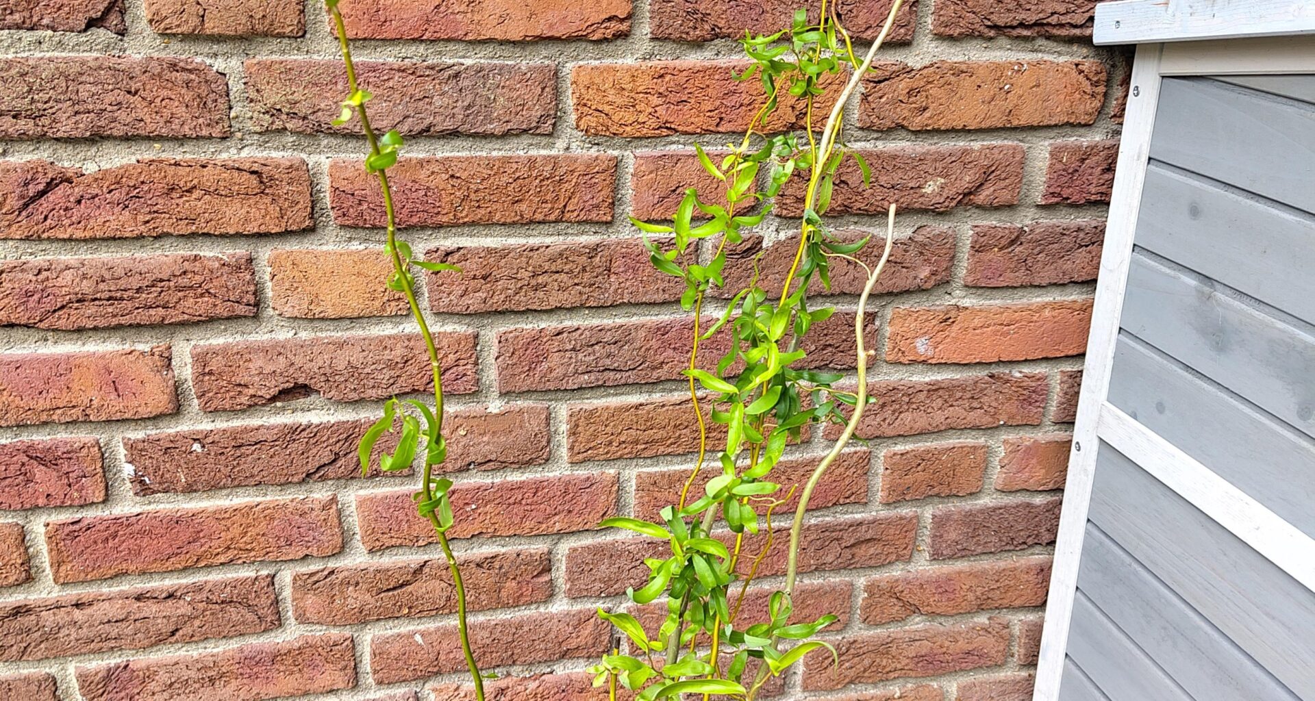 Ableger meiner Korkenzieherweide über den Winter bringen