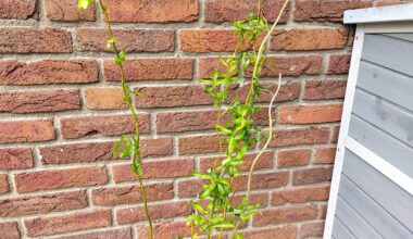 Ableger meiner Korkenzieherweide über den Winter bringen