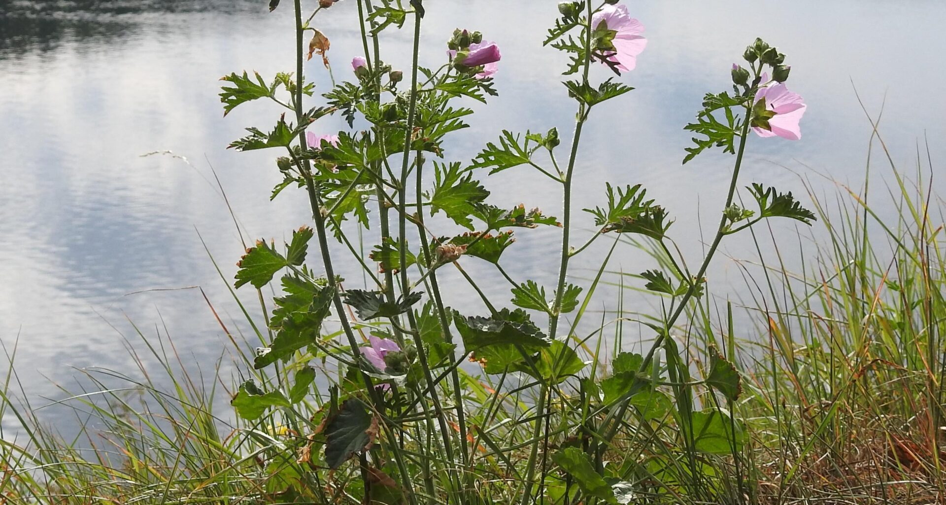 Blühende Rosen-Malve am Twistestausee / Hessen