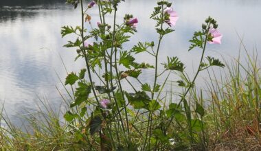 Blühende Rosen-Malve am Twistestausee / Hessen