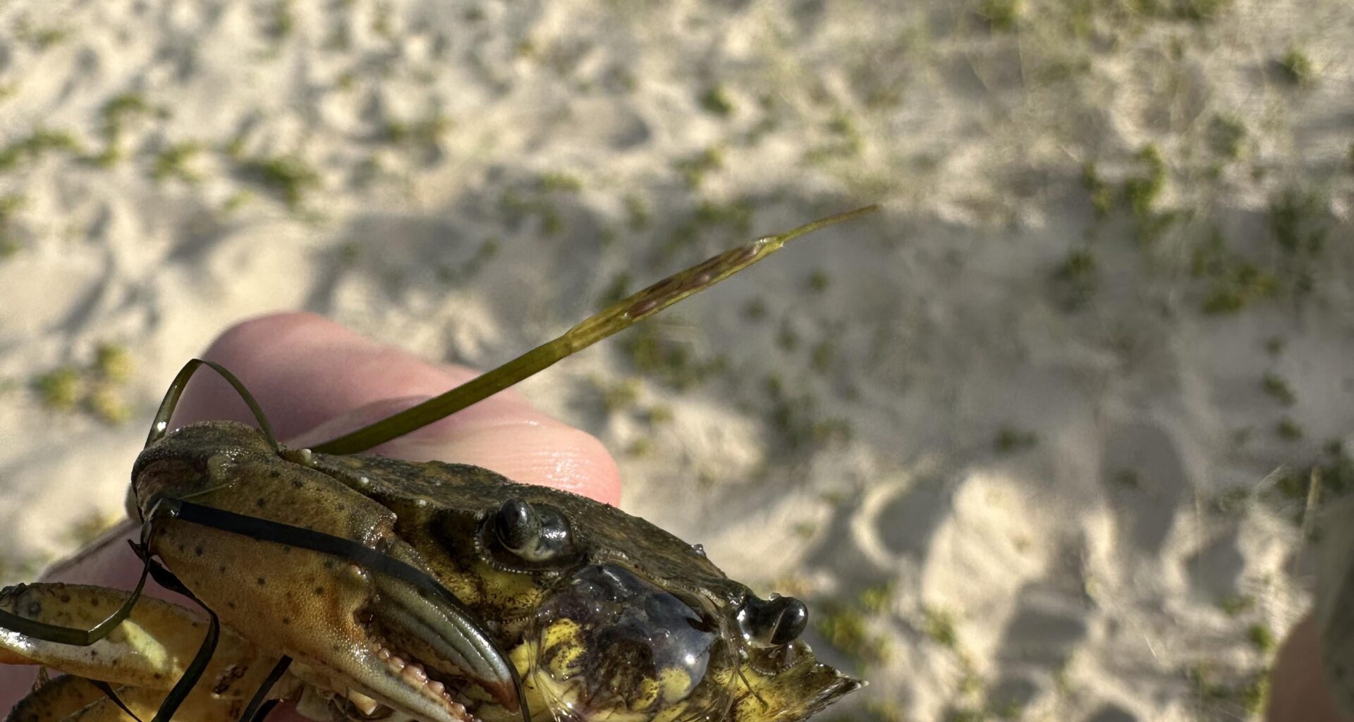 Kleine Strandkrabbe auf Sylt