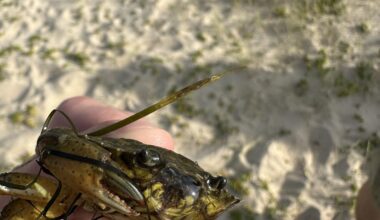 Kleine Strandkrabbe auf Sylt