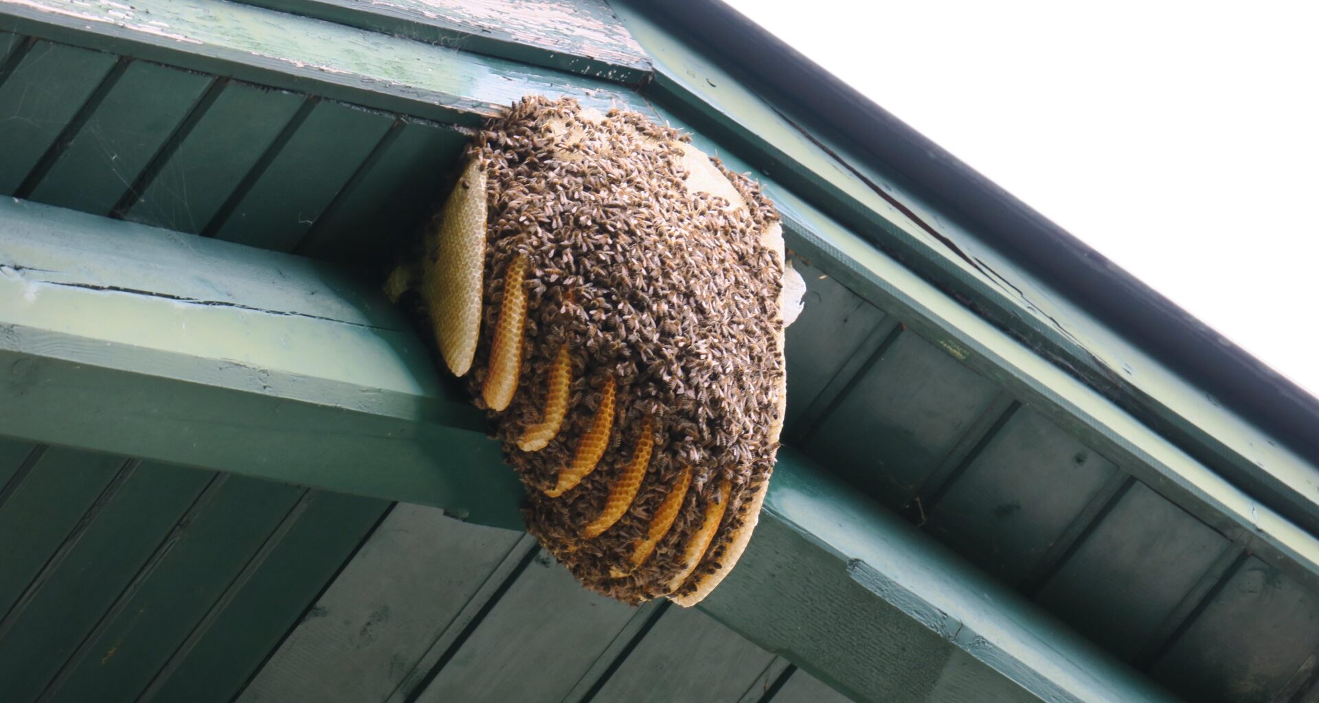 Update Bienen - es wird kälter
