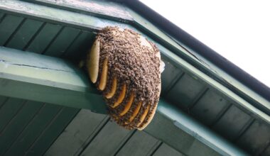 Update Bienen - es wird kälter