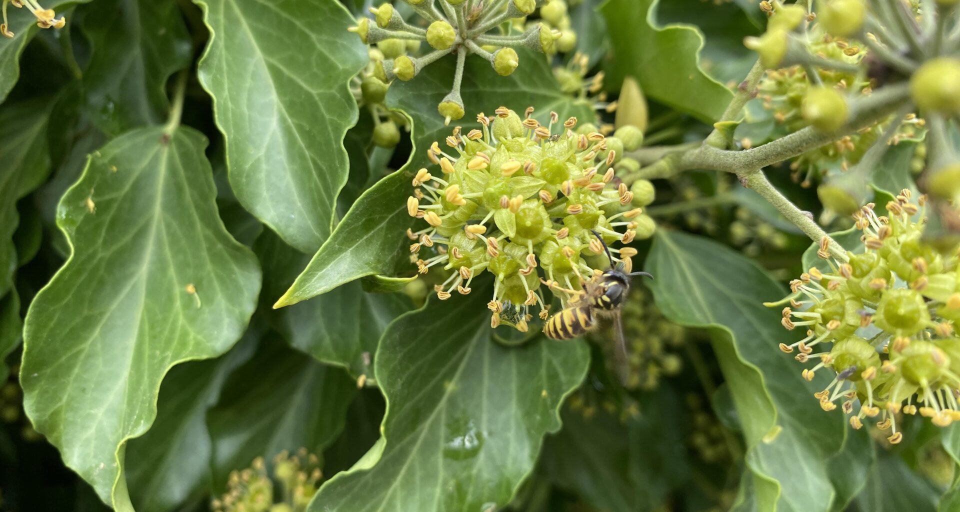 Was ist das für eine Pflanze? Und warum sind dort Hunderte von Wespen und Bienen?