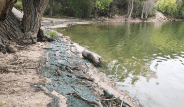New Mexico Environment Department Warns Public Of Concerning Algae Bloom In Santa Cruz Lake