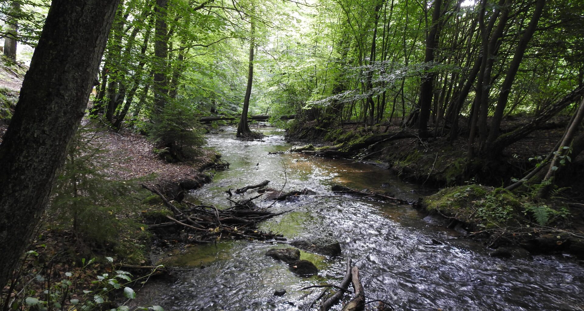 Eine kleine Flusslandschaft bei mir in der Nähe